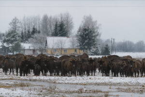 A large bison herd in winter. Village scene.
