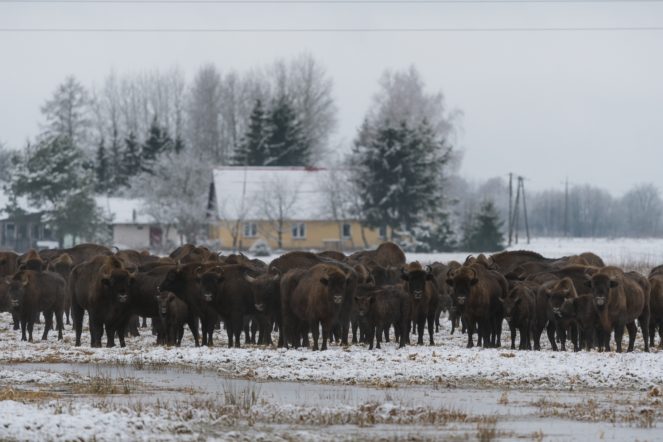 European bison in the Białowieża Forest region