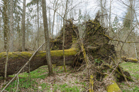 Wildlife tracking in Białowieża Forest – reading wolf and ungulate signs in old-growth