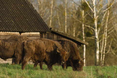 Ancient trees in Białowieża Forest old-growth zone – primary habitat for wolves and bison