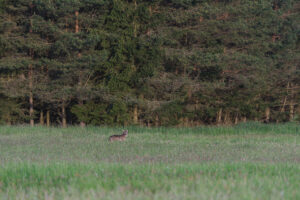 Old-growth forest canopy in Białowieża – ancient trees in Europe's last primeval lowland forest