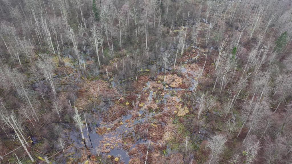 Tom Diserens leading a wildlife seminar group in Białowieża Forest