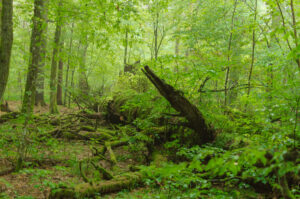 Białowieża Forest in summer
