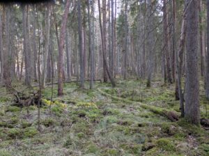 old growth coniferous forest