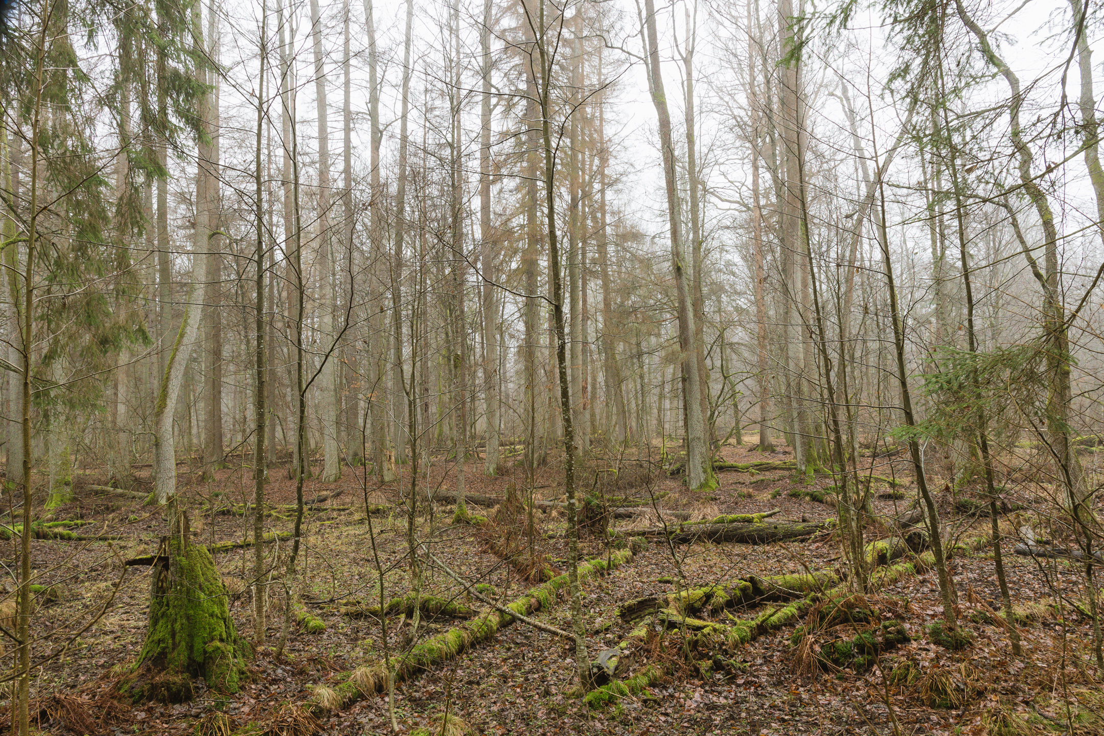 Winter forest Białowieża