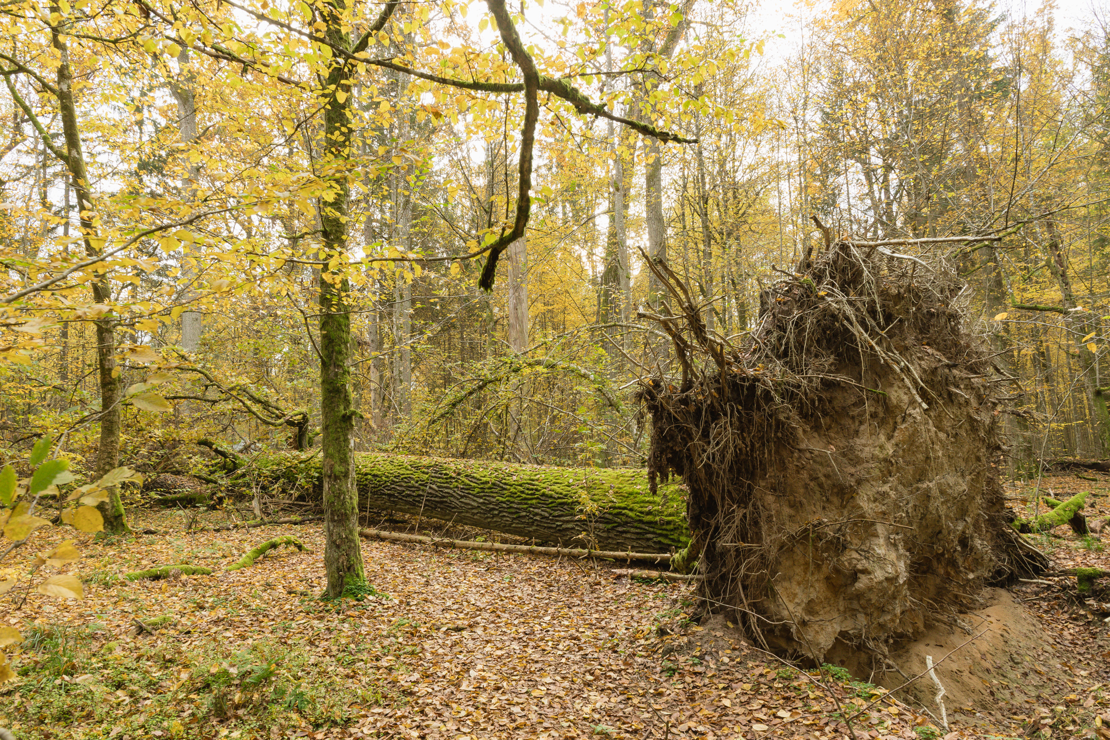 Białowieża Forest autumn