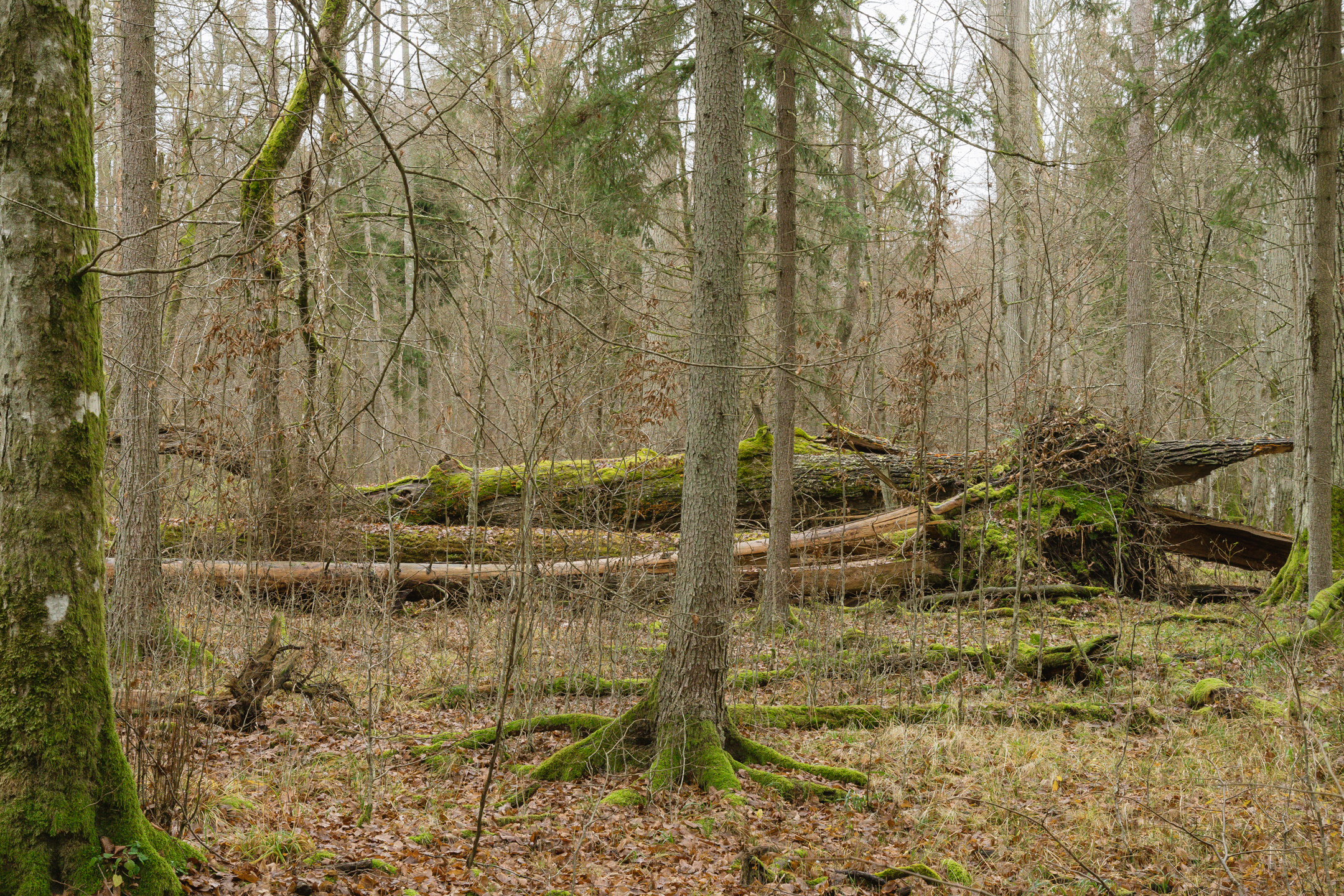 Fallen logs in Białowieża Forest
