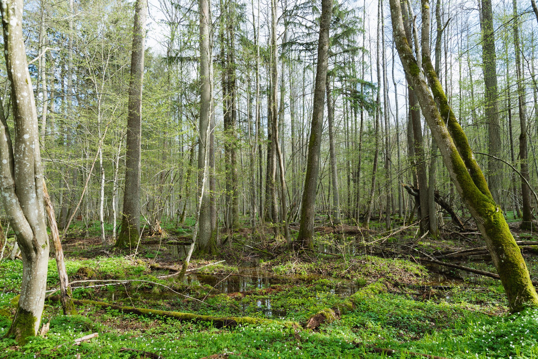 Old-growth forest in Białowieża