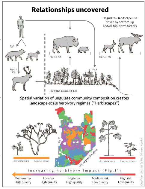 Visual abstract showing herbivory regimes shaped by wolf presence in Białowieża Forest