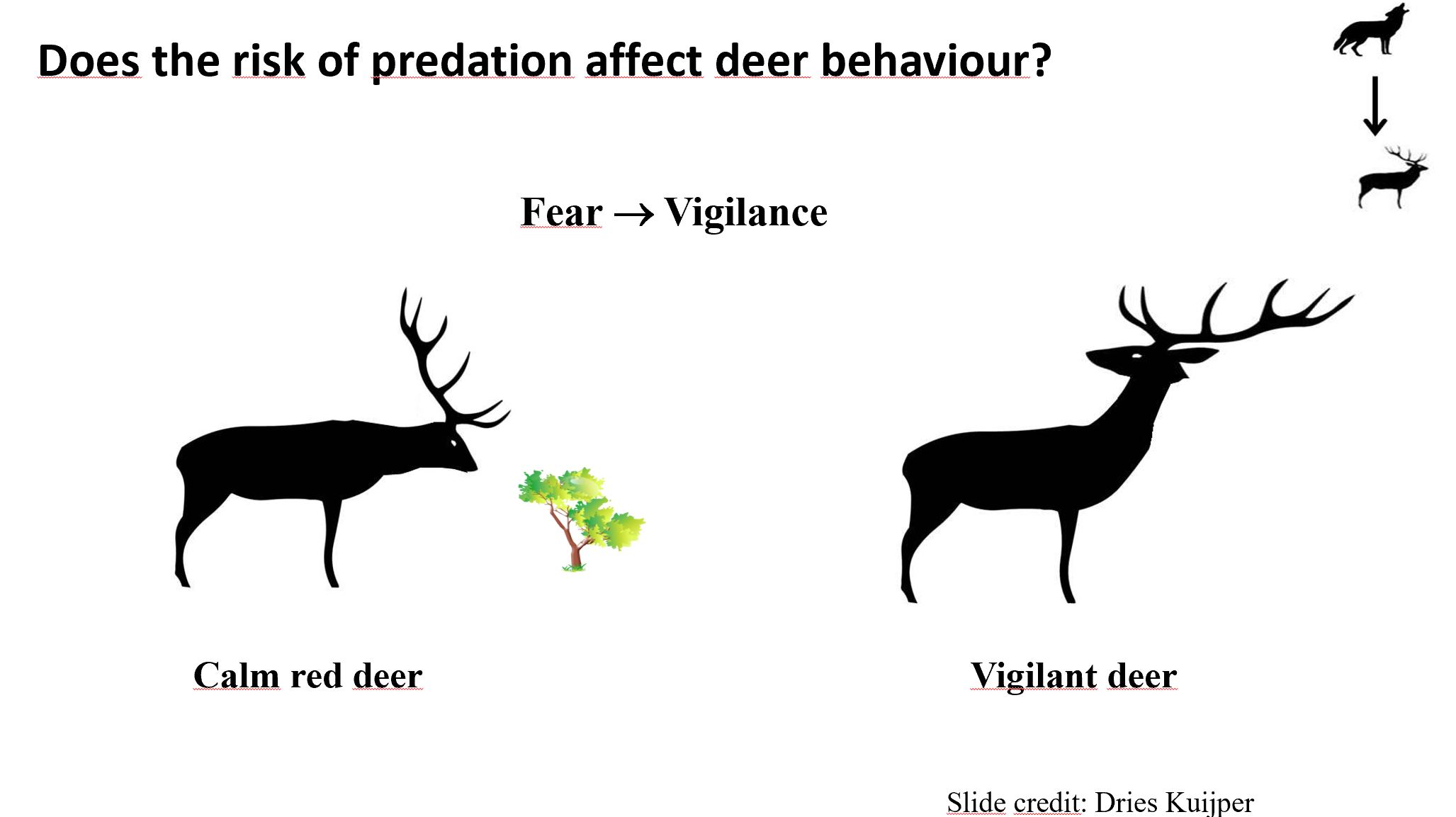 Illustration of calm versus vigilant red deer in response to wolf scent