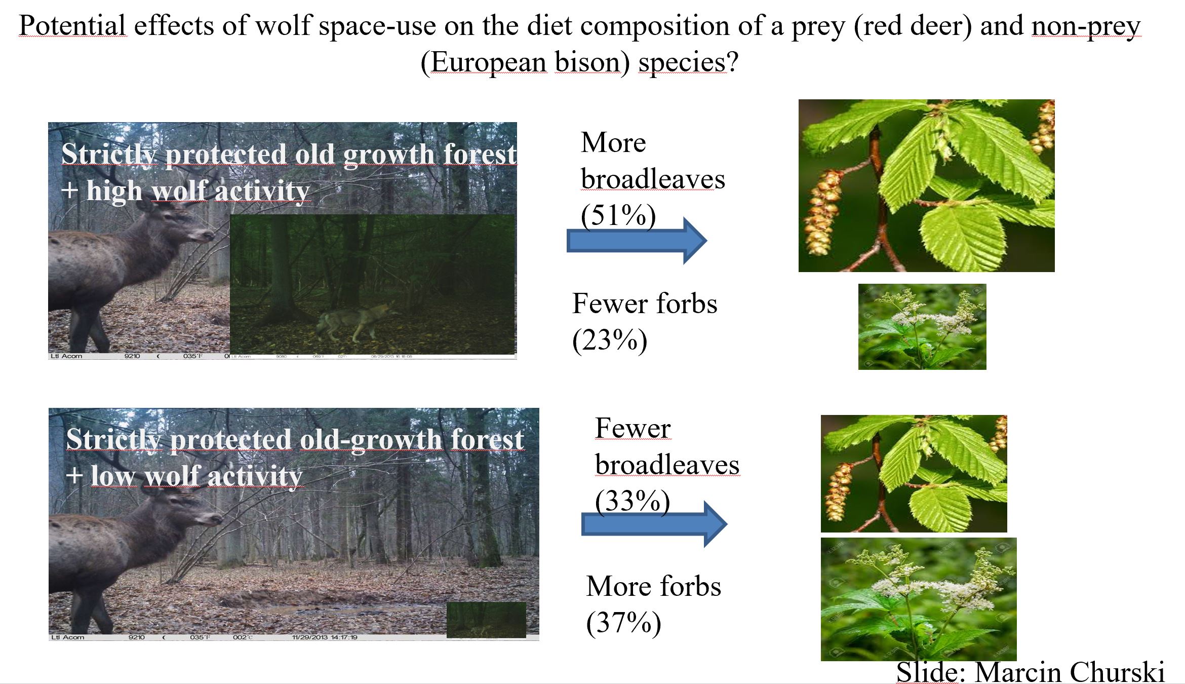 Chart showing how wolf activity affects red deer diet composition