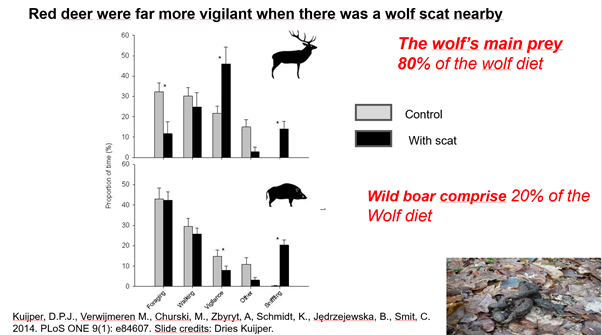 Bar chart showing red deer are far more vigilant when wolf scat is present nearby