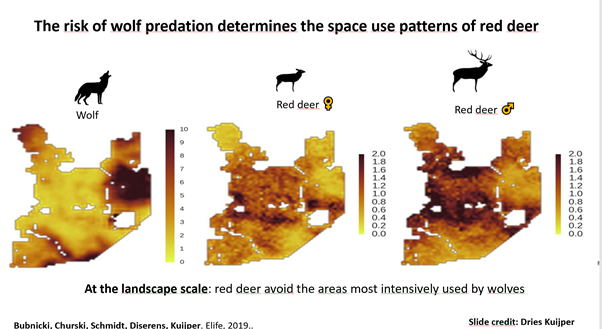 Maps showing wolf and red deer space use patterns are mirror images of each other in Białowieża Forest